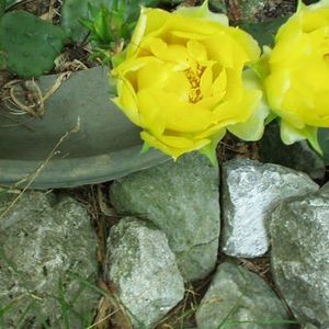 Meet your Posher, Majel